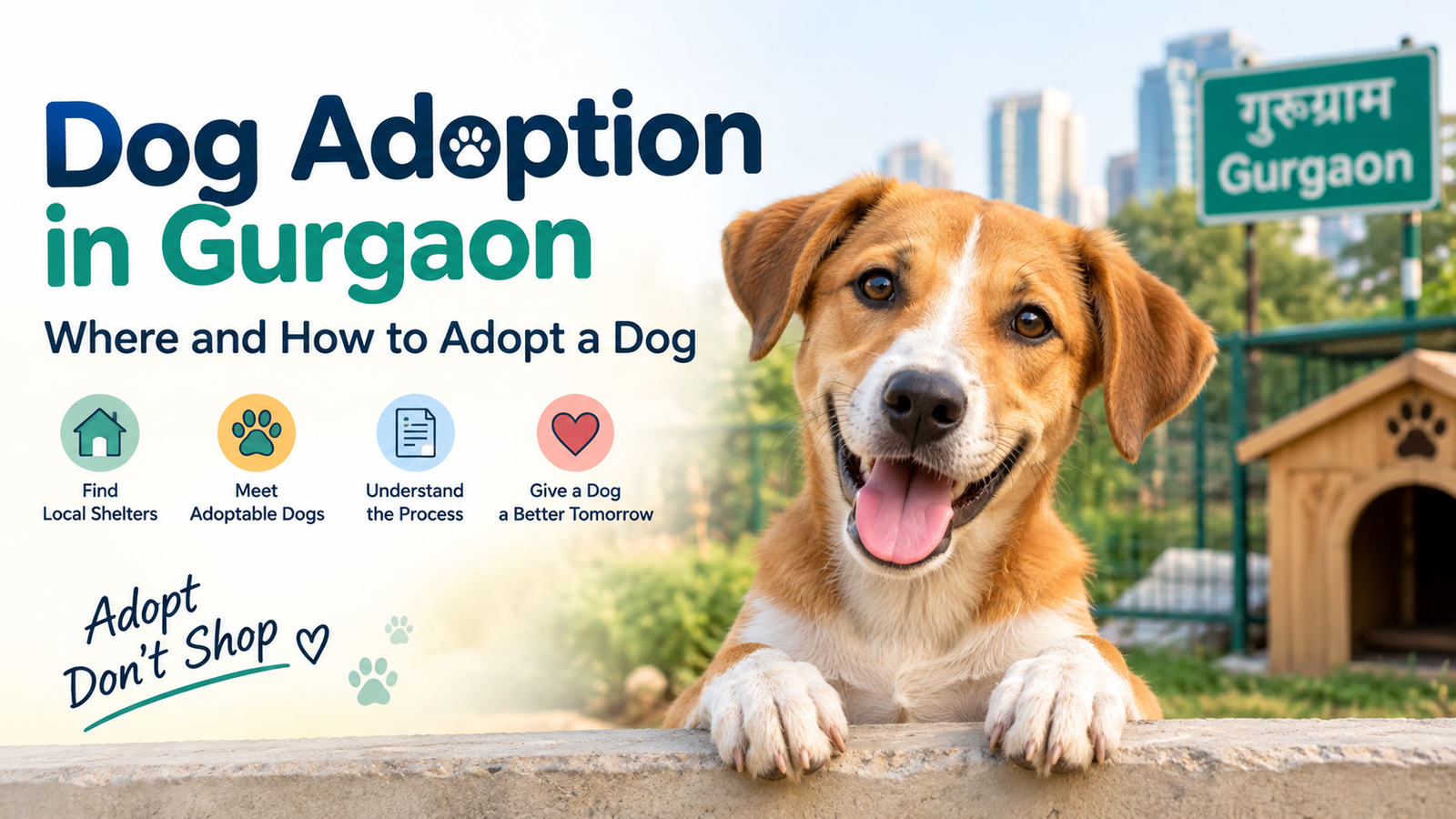 Dog Adoption in Gurgaon: Where and How to Adopt a Dog