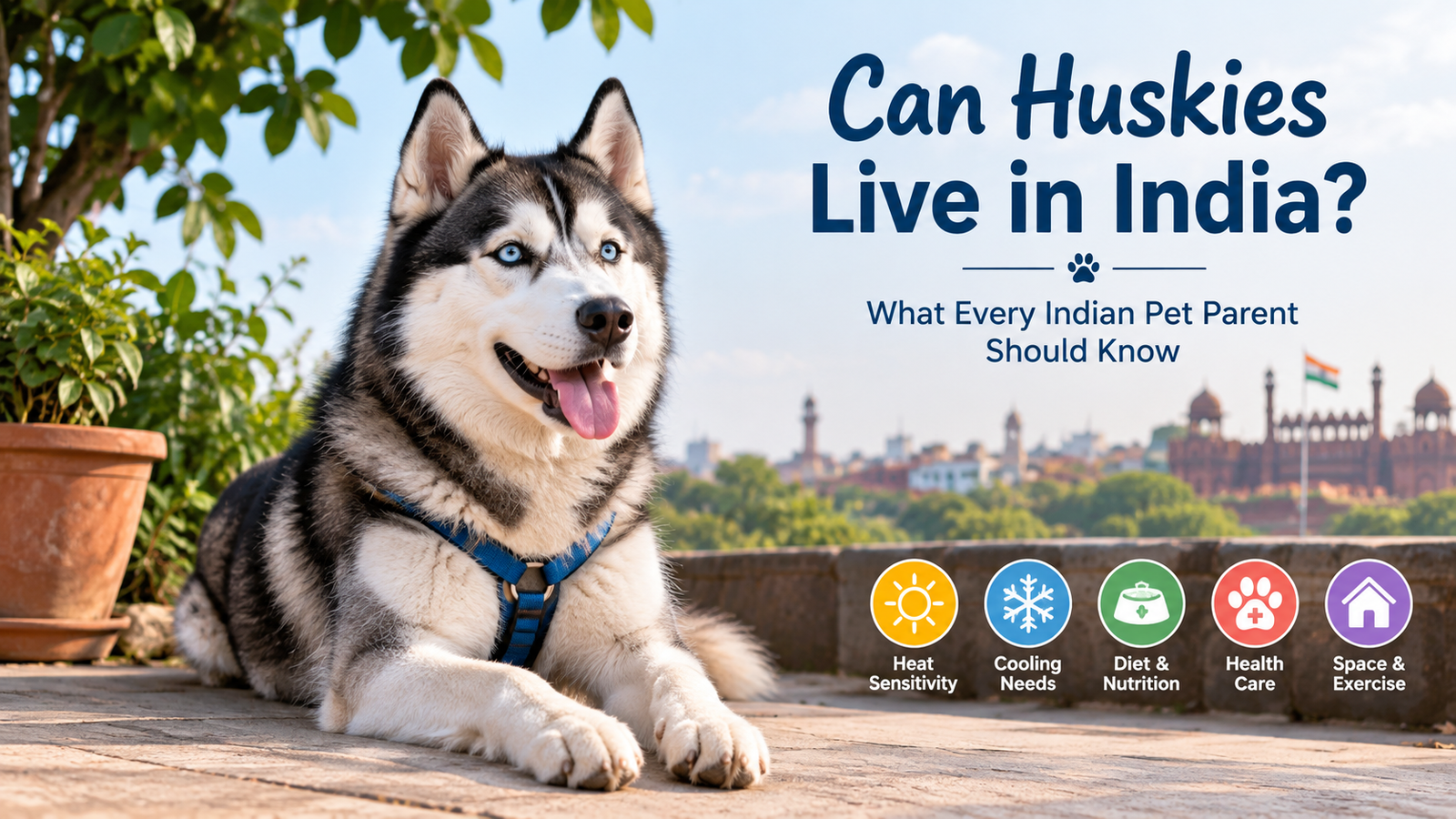 Can Huskies Live in India? What Every Indian Pet Parent Should Know
